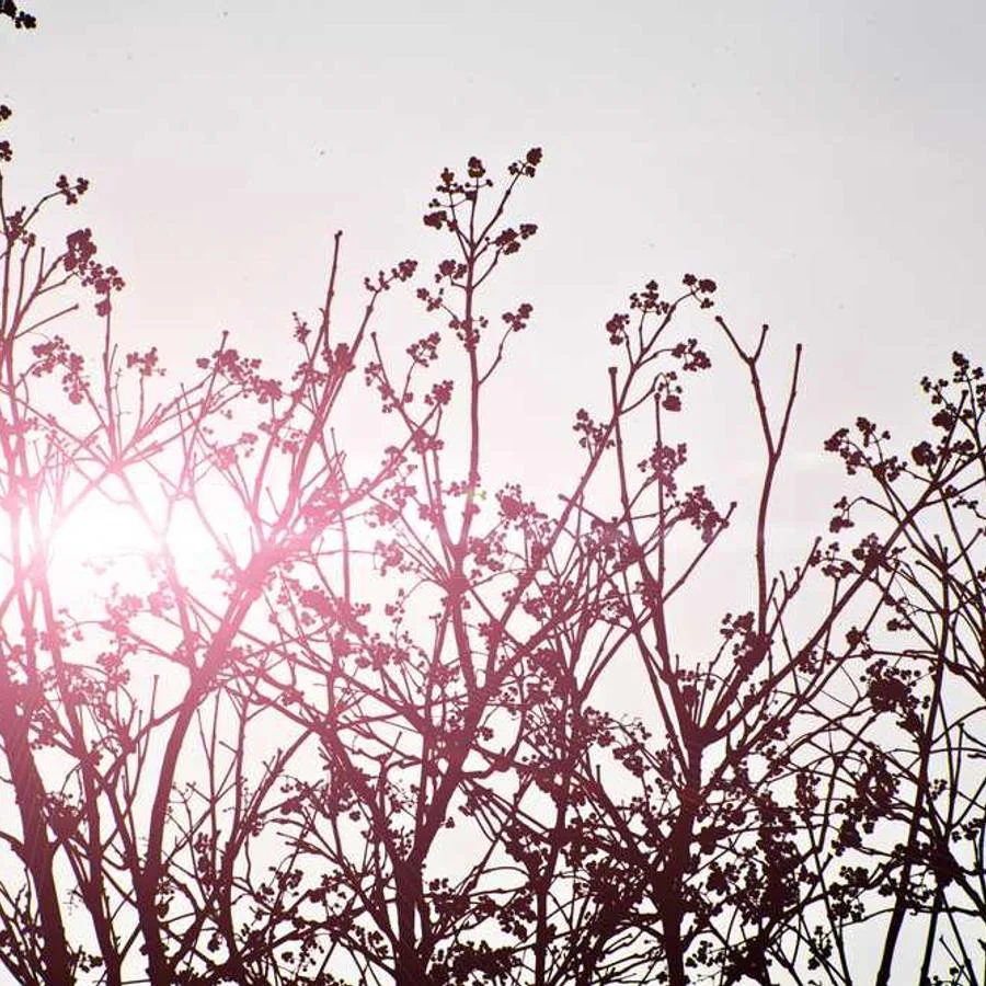 In est non rem nulla